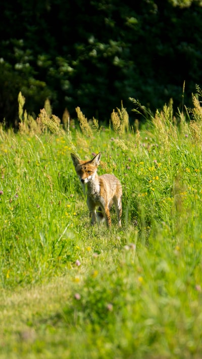 棕色和绿色草地上白狐狸白天
